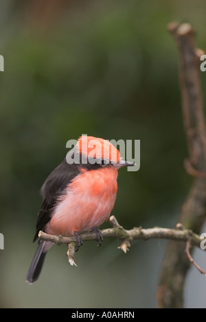 Male vermilion flycatcher (Pyrocephalus rubinus) Stock Photo