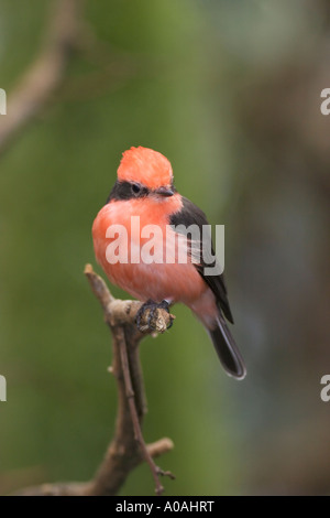 Male vermilion flycatcher (Pyrocephalus rubinus) Stock Photo