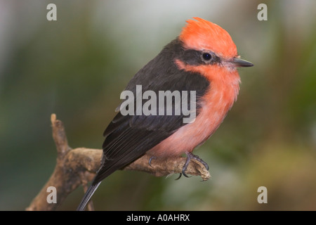 Male vermilion flycatcher (Pyrocephalus rubinus) Stock Photo