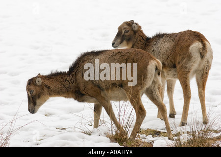 Two female European mouflons (Ovis ammon musimon) standing in the snow Stock Photo
