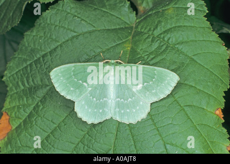 Large Emerald Moth geometra papilionaria at rest on hazel leaf Norfolk UK Stock Photo