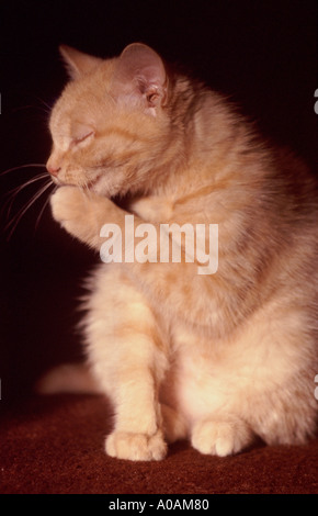 Young red mackerell tabby kitten washing Stock Photo