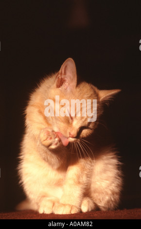 Young red mackerell tabby kitten washing Stock Photo