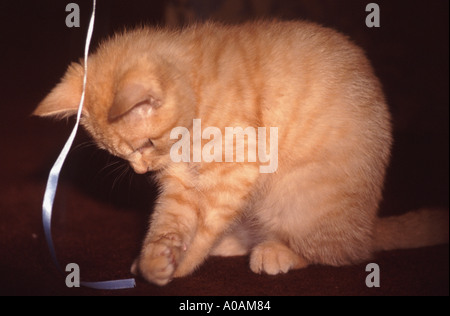 Young red mackerell tabby kitten playing with ribbon Stock Photo