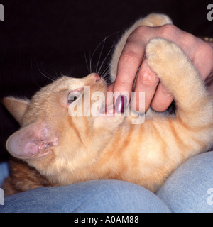 Young red mackerell tabby kitten Sitting on woman s lap biting her fingers Stock Photo