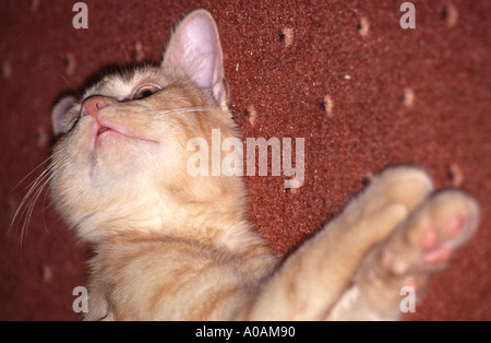 Young red mackerell tabby kitten laying on red carpet with front paws outstretched Stock Photo