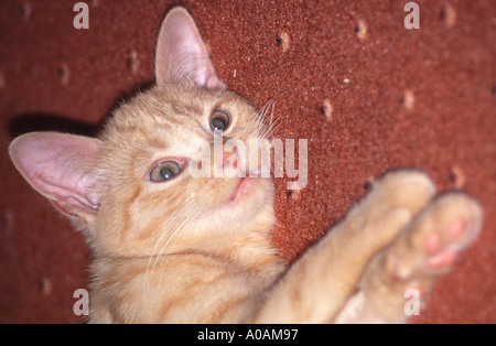 Young red mackerell tabby kitten laying on red carpet with front paws outstretched Stock Photo
