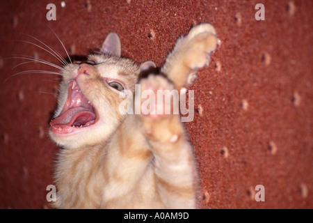 Young red mackerell tabby kitten laying on red carpet with front paws outstretched and mouth wide open with tongue out Stock Photo