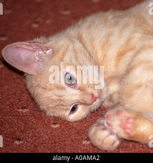 Young red mackerell tabby kitten laying rolled up on red carpet with paws brought up to face Stock Photo