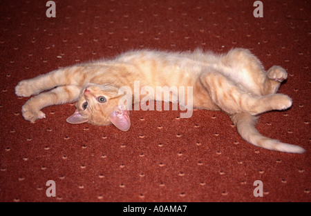 Young red mackerell tabby kitten laying stretched out on red carpet Stock Photo