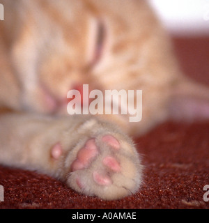 Young red mackerell tabby kitten laying on red carpet with front paw outstretched towards camera Stock Photo