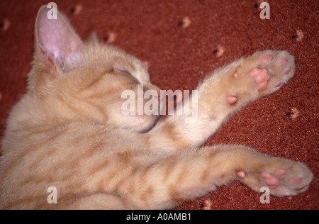 Young red mackerell tabby kitten laying on red carpet with front paw outstretched Stock Photo