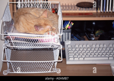 Young red mackerell tabby kitten sleeping in in tray on computer desk Stock Photo