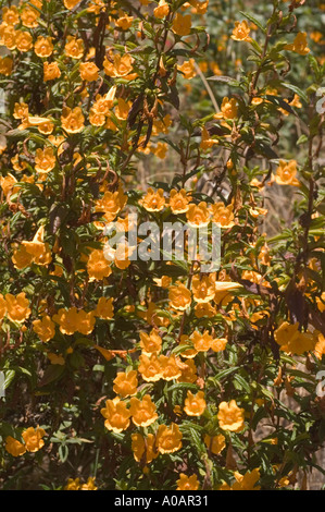 A profusion of bush monkeyflowers Stock Photo