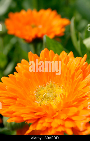 Orange flowers of summer flowering annual garden plant Pot Marigold Botanical name Calendula officinalis Stock Photo