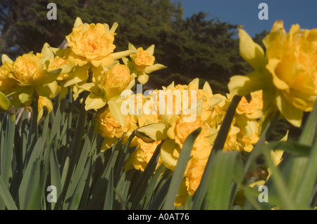 A color horizontal image of a bunch of Golden Ducat double daffodils with sky and trees in background Stock Photo