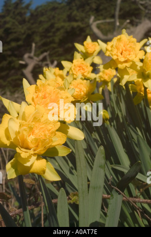 A color vertical image of diagonal row of Golden Ducat Daffodils with trees branches and sky in the background Stock Photo