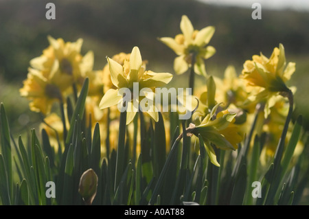 A color horizontal image of a row of daffodils from behind with the sun shining through them Stock Photo