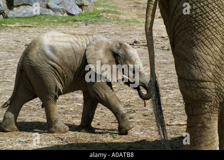 a baby elephant at Colchester Zoo Stock Photo