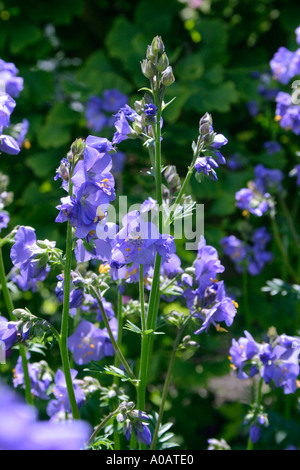 Blue flowers of herbaceous garden perennial plant Polemonium caeruleum Common name Jacobs Ladder Stock Photo