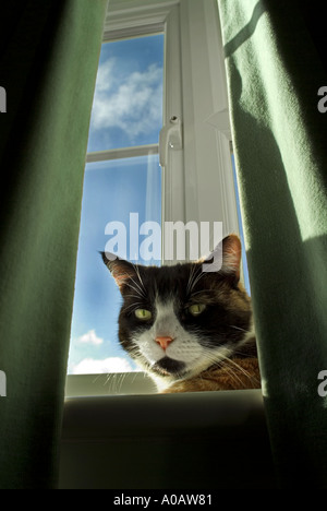 Domestic Tortoise Shell Cat On A Roof Viewing It S Territory Stock 