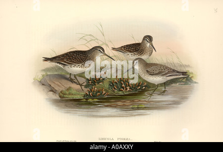 Limicola falcinellus broad billed sandpiper Stock Photo