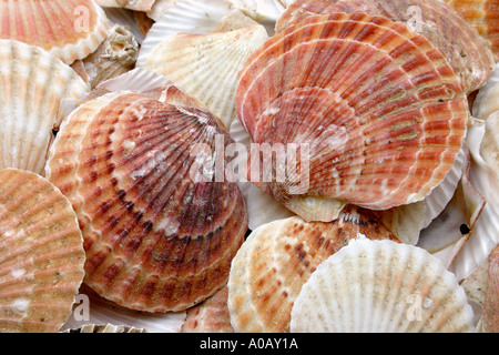Scallop shells in a pile Stock Photo
