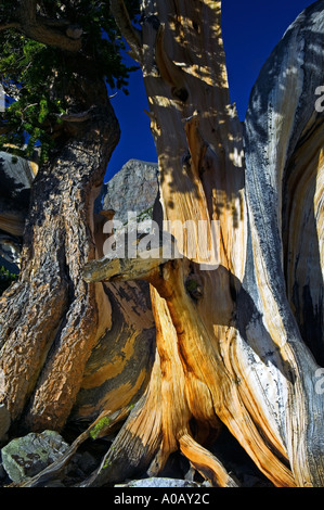 Close up of Bristlecone Pine and Wheeler Peak Great Basin National Park Nevada