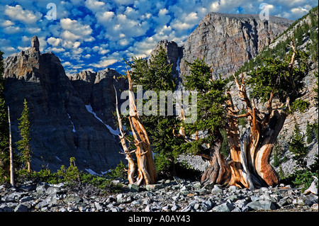 Close up of Bristlecone Pine and Wheeler Peak Great Basin National Park Nevada This images has had a sky added