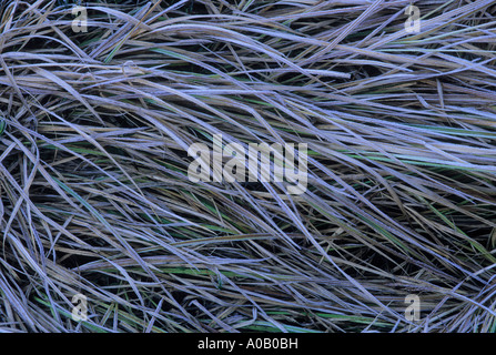 Frosty grasses in the John Muir Wilderness, Inyo National Forest, Sierra Nevada Mountains, California, USA Stock Photo