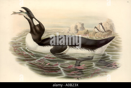 Pinguinus impennis great auk Stock Photo