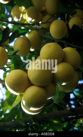 Grapefruits Stock Photo