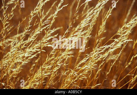 Close up of backlit ripened or emptied seedheads of Red or Creeping fescue grass or Festuca rubra with golden brown wheat Stock Photo