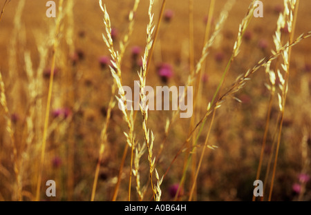 Close up of backlit ripened or emptied seedheads of Red or Creeping fescue grass with Knapweed flowers and golden brown wheat Stock Photo