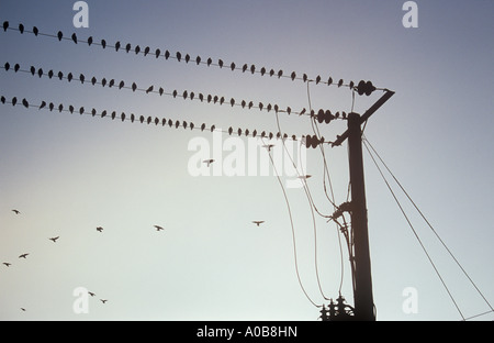 Numerous Starlings or Sturnus vulgaris sitting on parallel power lines silhouetted against evening sky with several flying in Stock Photo
