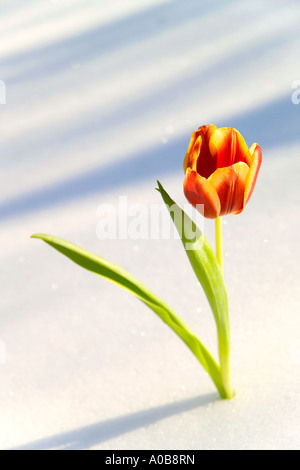 Tulip in the snow vertical Stock Photo