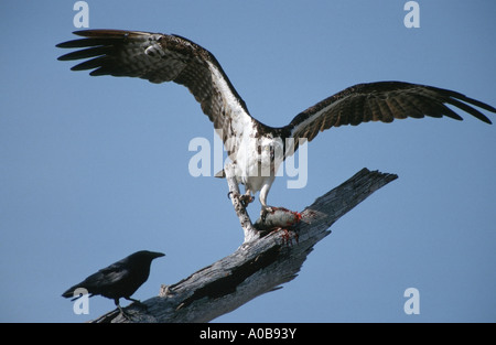 osprey, fish hawk (Pandion haliaetus), defending prey against a crow, USA, Captiva Island Stock Photo