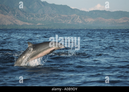 shortsnouted whitebelly dolphin, Fraser's dolphin, Sarawak dolphin, Bornean dolphin (Lagenodelphis hosei), jumping, Indonesia Stock Photo
