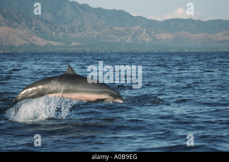 shortsnouted whitebelly dolphin, Fraser's dolphin, Sarawak dolphin, Bornean dolphin (Lagenodelphis hosei), jumping, Indonesia Stock Photo