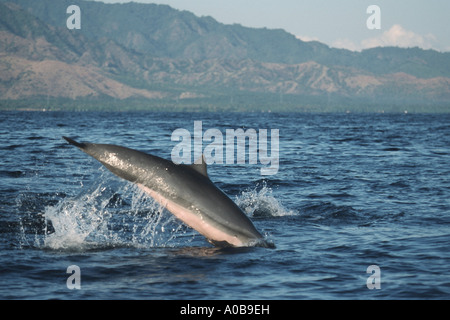 shortsnouted whitebelly dolphin, Fraser's dolphin, Sarawak dolphin, Bornean dolphin (Lagenodelphis hosei), jumping, Indonesia Stock Photo