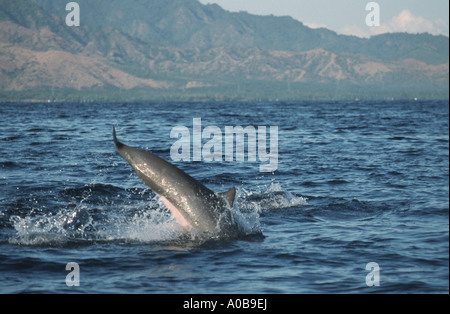 shortsnouted whitebelly dolphin, Fraser's dolphin, Sarawak dolphin, Bornean dolphin (Lagenodelphis hosei), jumping, Indonesia Stock Photo