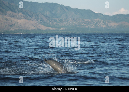 shortsnouted whitebelly dolphin, Fraser's dolphin, Sarawak dolphin, Bornean dolphin (Lagenodelphis hosei), jumping, Indonesia Stock Photo