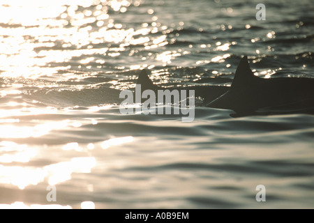 shortsnouted whitebelly dolphin, Fraser's dolphin, Sarawak dolphin, Bornean dolphin (Lagenodelphis hosei), two individuals swim Stock Photo