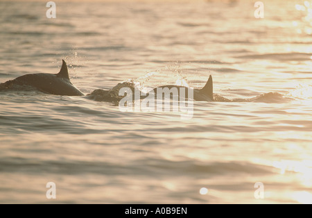 shortsnouted whitebelly dolphin, Fraser's dolphin, Sarawak dolphin, Bornean dolphin (Lagenodelphis hosei), two individuals swim Stock Photo