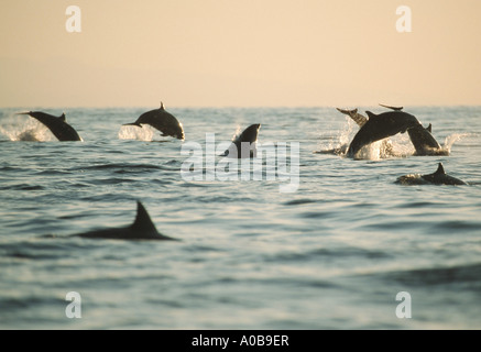 shortsnouted whitebelly dolphin, Fraser's dolphin, Sarawak dolphin, Bornean dolphin (Lagenodelphis hosei), school at sunset, ju Stock Photo