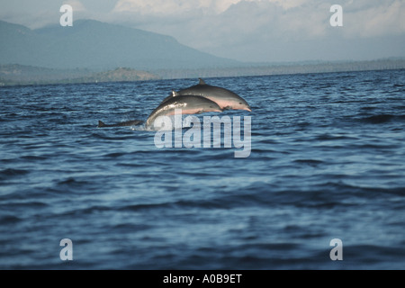 shortsnouted whitebelly dolphin, Fraser's dolphin, Sarawak dolphin, Bornean dolphin (Lagenodelphis hosei), jumping, Indonesia Stock Photo