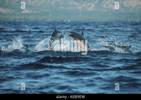 shortsnouted whitebelly dolphin, Fraser's dolphin, Sarawak dolphin, Bornean dolphin (Lagenodelphis hosei), group, jumping, Indo Stock Photo