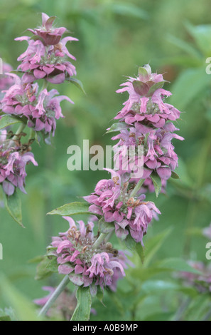Lemon Mint, Prairie Bergamot, Lemon Beebalm, Lemon Horsemint, Plains Horsemint (Monarda citriodora), inflorescence Stock Photo