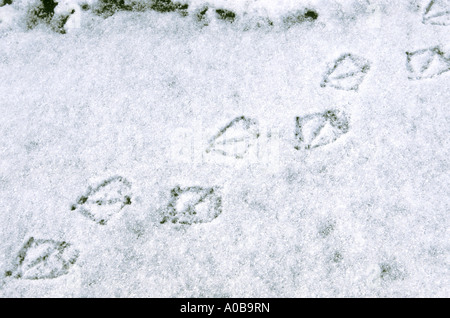 mallard (Anas platyrhynchos), tracks in snow Stock Photo