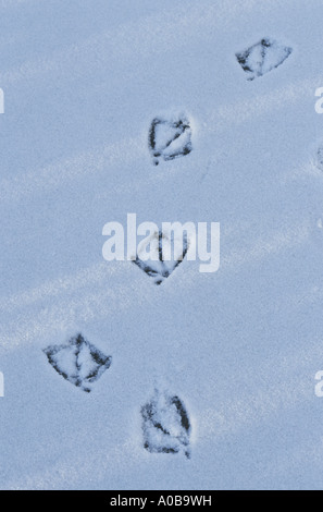 mallard (Anas platyrhynchos), tracks in snow Stock Photo